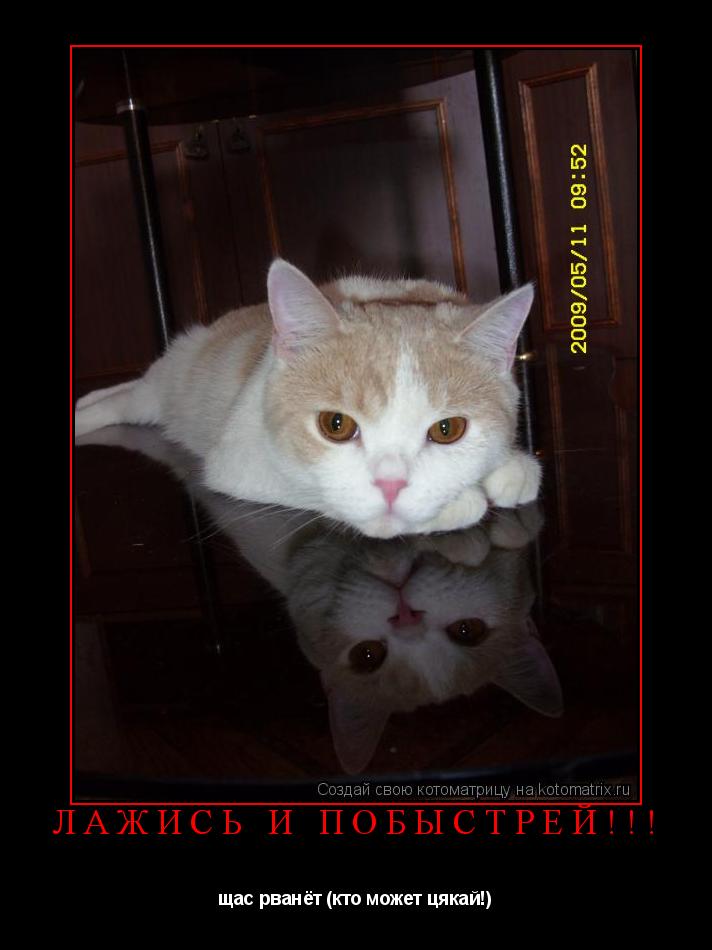 лажись и побыстрей!!! щас рванёт (кто может цякай!)... Котоматрица: лажись и побыстрей!!! щас рванёт (кто может цякай!)