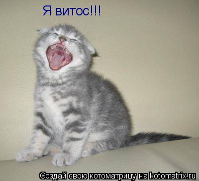 Я витос!!!... Котоматрица: Я витос!!!