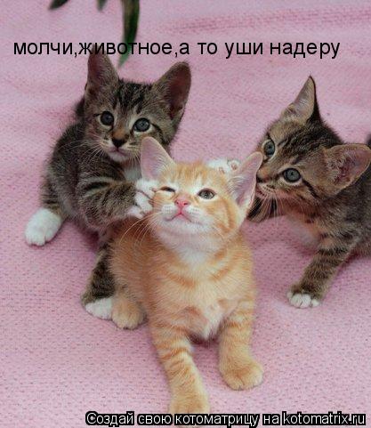 молчи,животное,а то уши надеру... Котоматрица: молчи,животное,а то уши надеру