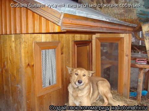 Собака бывает кусачей, лишь только от жизни собачьей...... Котоматрица: Собака бывает кусачей, лишь только от жизни собачьей...