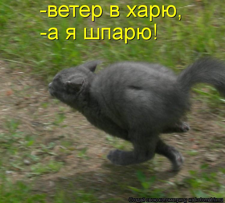 -ветер в харю, -а я шпарю!... Котоматрица: -ветер в харю, -а я шпарю!