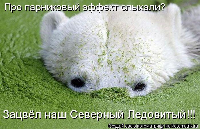 Про парниковый эффект слыхали? Зацвёл наш Северный Ледовитый!!!... Котоматрица: Про парниковый эффект слыхали? Зацвёл наш Северный Ледовитый!!!