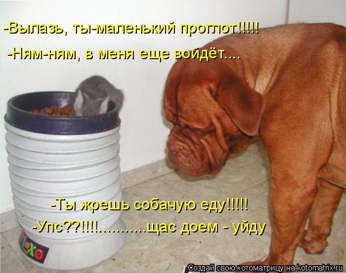 -Ням-ням, в меня еще войдёт.... -Ты жрешь собачую еду!!!!! -Упс??!!!!...........щас доем - уйду -Выла... Котоматрица: -Ням-ням, в меня еще войдёт.... -Ты жрешь собачую еду!!!!! -Упс??!!!!...........щас доем - уйду -Вылазь, ты-маленький проглот!!!!!
