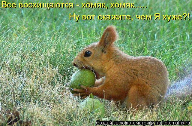 Все восхищаются - хомяк, хомяк..... Ну вот скажите, чем Я хуже?!... Котоматрица: Все восхищаются - хомяк, хомяк..... Ну вот скажите, чем Я хуже?!