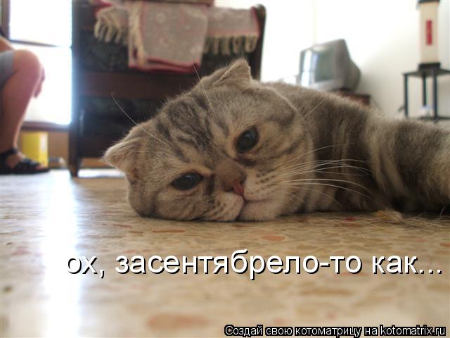 ох, засентябрело-то как...... Котоматрица: ох, засентябрело-то как...