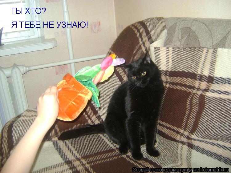 ТЫ ХТО? Я ТЕБЕ НЕ УЗНАЮ!... Котоматрица: ТЫ ХТО? Я ТЕБЕ НЕ УЗНАЮ!