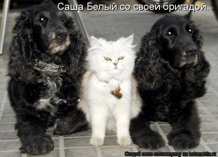 Саша Белый со своей бригадой.... Котоматрица: Саша Белый со своей бригадой.