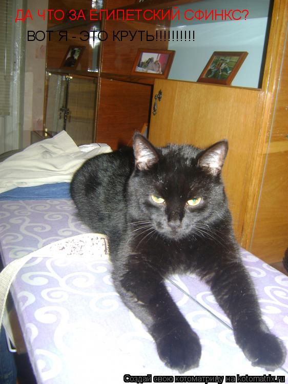 ДА ЧТО ЗА ЕГИПЕТСКИЙ СФИНКС? ВОТ Я - ЭТО КРУТЬ!!!!!!!!!!... Котоматрица: ДА ЧТО ЗА ЕГИПЕТСКИЙ СФИНКС? ВОТ Я - ЭТО КРУТЬ!!!!!!!!!!