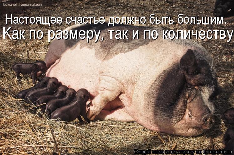 Настоящее счастье должно быть большим. Kак по размеру, так и по количеству.... Котоматрица: Настоящее счастье должно быть большим. Kак по размеру, так и по количеству.