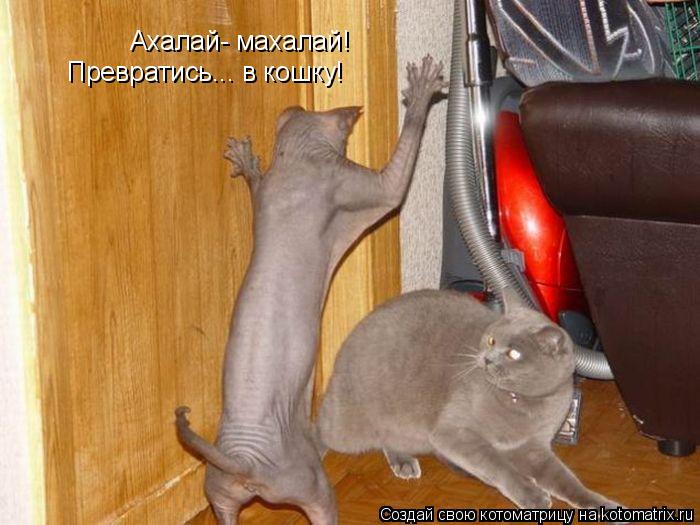 Ахалай- махалай! Превратись... в кошку!... Котоматрица: Ахалай- махалай! Превратись... в кошку!