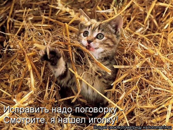 Котоматрица: Исправить надо поговорку - Смотрите, я нашел иголку!