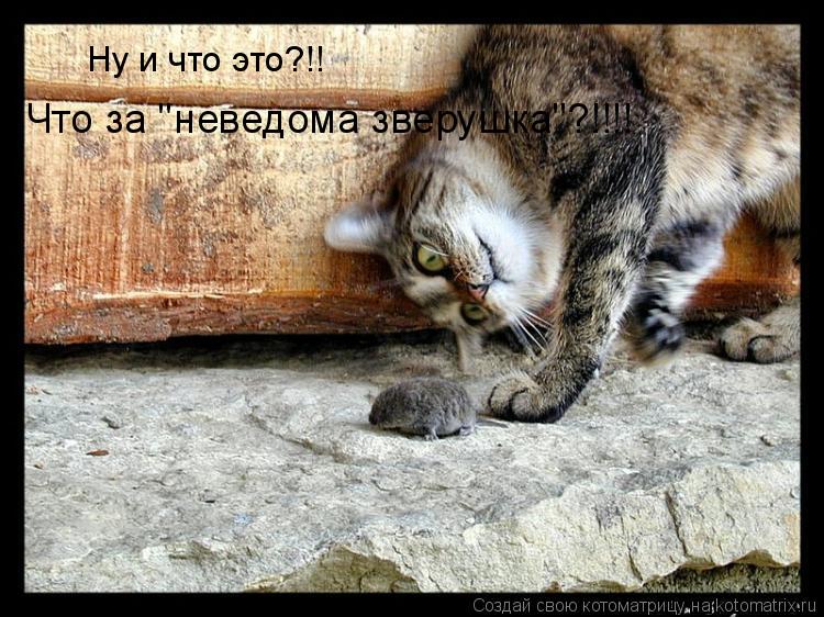 Ну и что это?!! Что за "неведома зверушка"?!!!!... Котоматрица: Ну и что это?!! Что за "неведома зверушка"?!!!!
