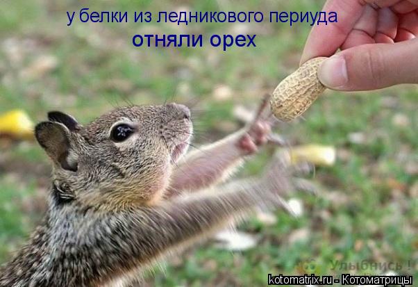 у белки из ледникового периуда отняли орех... Котоматрица: у белки из ледникового периуда отняли орех