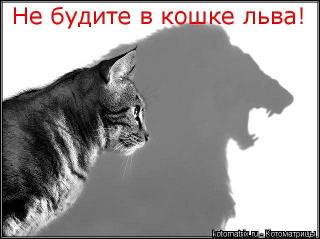 Не будите в кошке льва!... Котоматрица: Не будите в кошке льва!