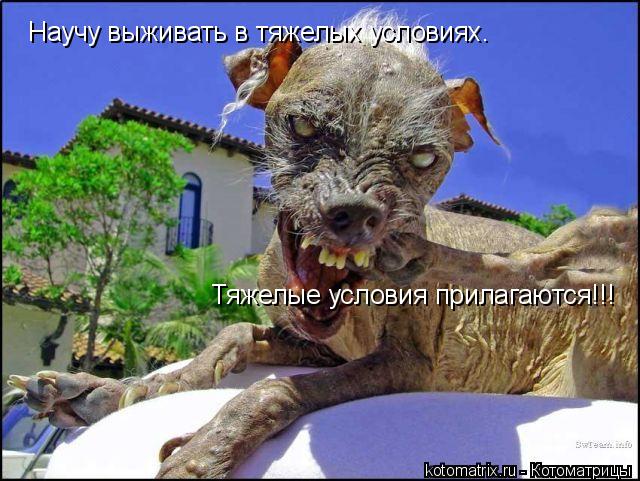 Научу выживать в тяжелых условиях. Тяжелые условия прилагаются!!!... Котоматрица: Научу выживать в тяжелых условиях. Тяжелые условия прилагаются!!!