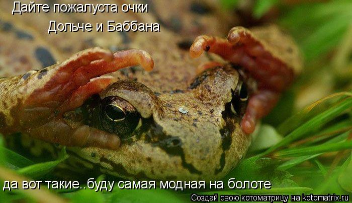Дайте пожалуста очки Дольче и Баббана да вот такие..буду самая модная на болоте... Котоматрица: Дайте пожалуста очки Дольче и Баббана да вот такие..буду самая модная на болоте