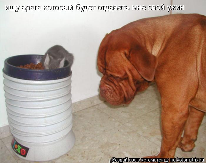 ищу врага который будет отдавать мне свой ужин... Котоматрица: ищу врага который будет отдавать мне свой ужин