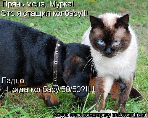 Прячь меня, Мурка! Это я стащил колбасу!!! Ладно, тогда колбасу 50/50?!!!!... Котоматрица: Прячь меня, Мурка! Это я стащил колбасу!!! Ладно, тогда колбасу 50/50?!!!!