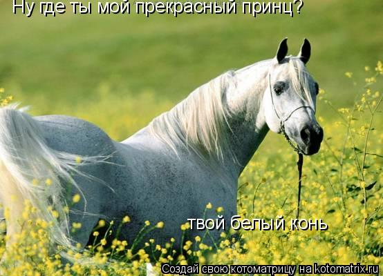 Ну где ты мой прекрасный принц? твой белый конь... Котоматрица: Ну где ты мой прекрасный принц? твой белый конь