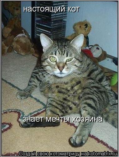 настоящий кот знает мечты хозяина... Котоматрица: настоящий кот знает мечты хозяина