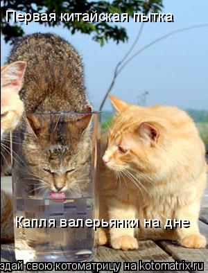 Первая китайская пытка Капля валерьянки на дне... Котоматрица: Первая китайская пытка Капля валерьянки на дне