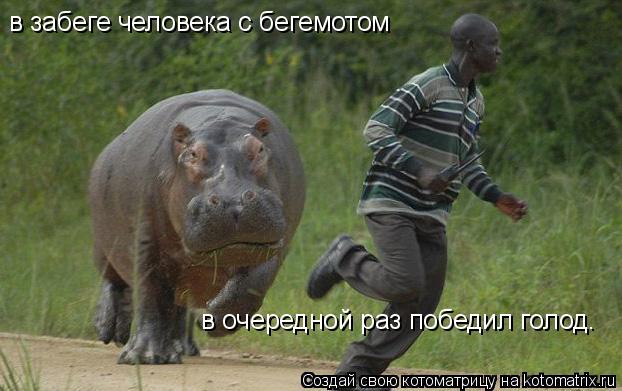 Котоматрица: в забеге человека с бегемотом в очередной раз победил голод.