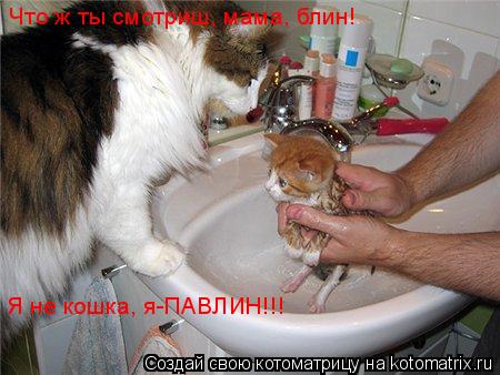 Котоматрица: Что ж ты смотриш, мама, блин!  Я не кошка, я-ПАВЛИН!!!