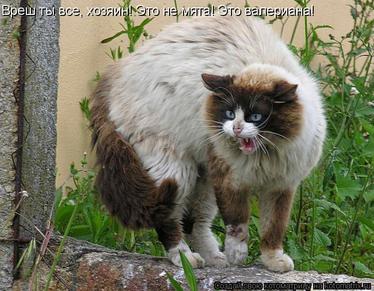 Котоматрица: Вреш ты все, хозяин! Это не мята! Это валериана!