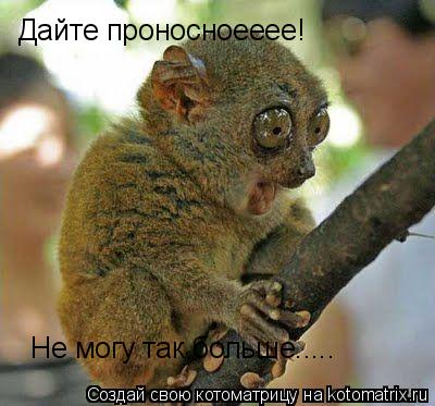 Котоматрица: Дайте проносноееее!  Не могу так больше.....