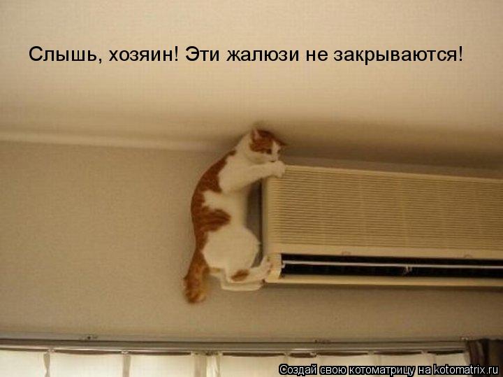 Котоматрица: Слышь, хозяин! Эти жалюзи не закрываются!