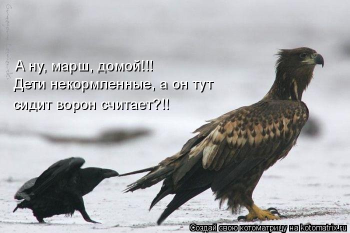 Котоматрица: А ну, марш, домой!!!  Дети некормленные, а он тут сидит ворон считает?!!