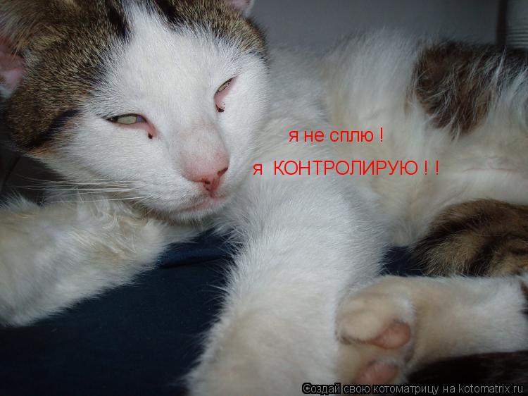 Котоматрица: я не сплю ! я  КОНТРОЛИРУЮ ! !
