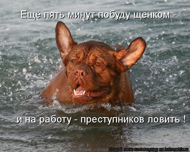 Ещё пять минут побуду щенком - и на работу - преступников ловить !... Котоматрица: Ещё пять минут побуду щенком - и на работу - преступников ловить !