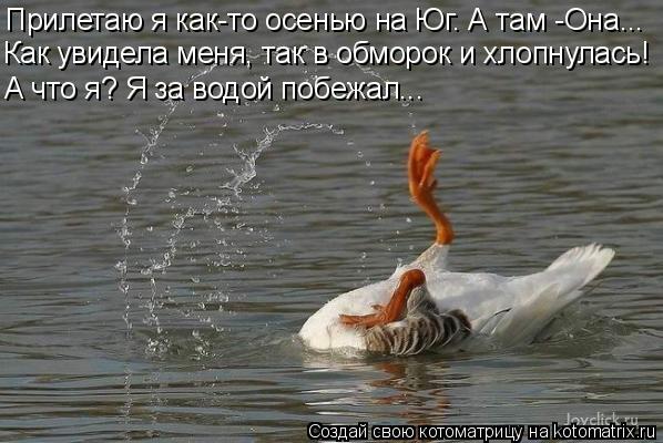 Прилетаю я как-то осенью на Юг. А там -Она... Как увидела меня, так в обморок и хлопнулась! А что я? ... Котоматрица: Прилетаю я как-то осенью на Юг. А там -Она... Как увидела меня, так в обморок и хлопнулась! А что я? Я за водой побежал...