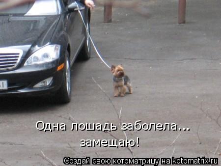 Одна лошадь заболела... замещаю!... Котоматрица: Одна лошадь заболела... замещаю!