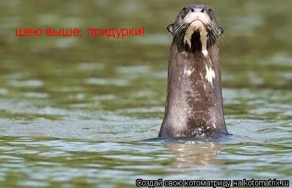 Котоматрица: шею выше, придурки!