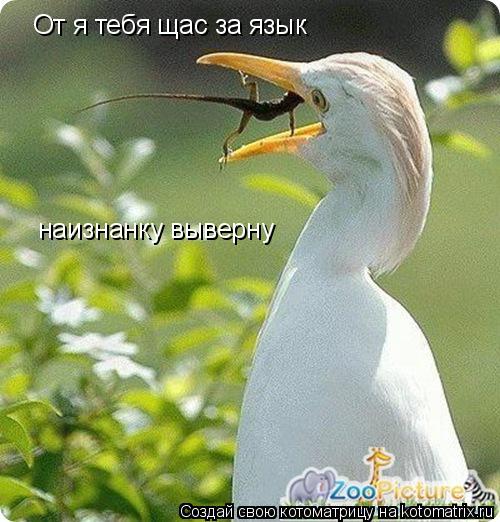 Котоматрица: От я тебя щас за язык наизнанку выверну