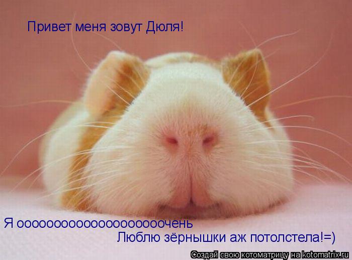 Котоматрица: Привет меня зовут Дюля! Я оооооооооооооооооооочень Люблю зёрнышки аж потолстела!=)