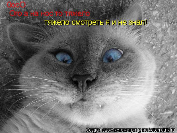 Котоматрица: 0oоО Ого а на нос то тяжело тяжело смотреть я и не знал!