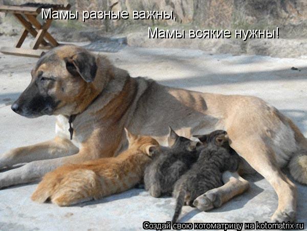 Котоматрица: Мамы разные важны, Мамы всякие нужны!