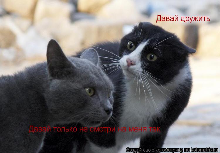 Котоматрица: Давай дружить Давай только не смотри на меня так