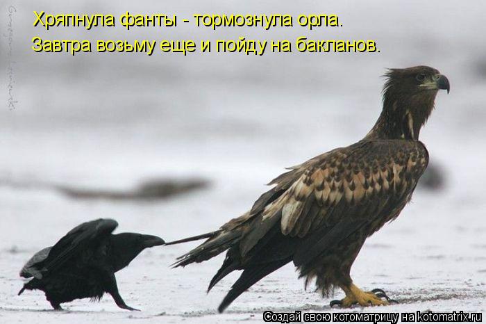 Котоматрица: Хряпнула фанты - тормознула орла. Завтра возьму еще и пойду на бакланов.
