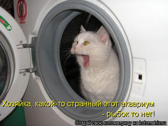 Котоматрица: Хозяйка, какой-то странный этот аквариум  - рыбок то нет!