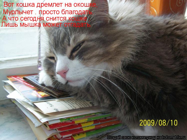 Котоматрица: Вот кошка дремлет на окошке, Мурлычет – просто благодать. А что сегодня снится кошке – Лишь мышка может отгадать.