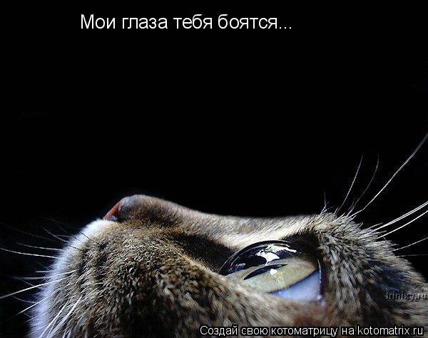 Мои глаза тебя боятся...... Котоматрица: Мои глаза тебя боятся...