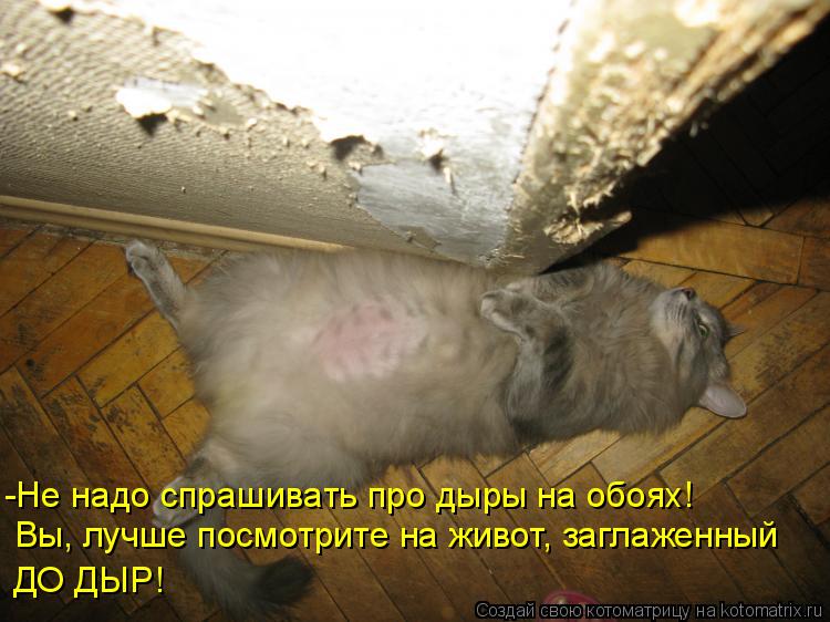 Котоматрица: -Не надо спрашивать про дыры на обоях! Вы, лучше посмотрите на живот, заглаженный ДО ДЫР!