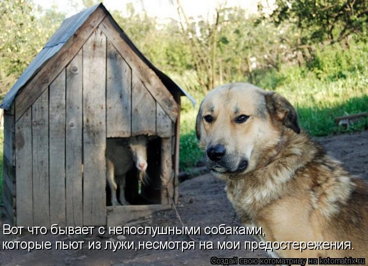 Котоматрица: которые пьют из лужи,несмотря на мои предостережения. Вот что бывает с непослушными собаками,