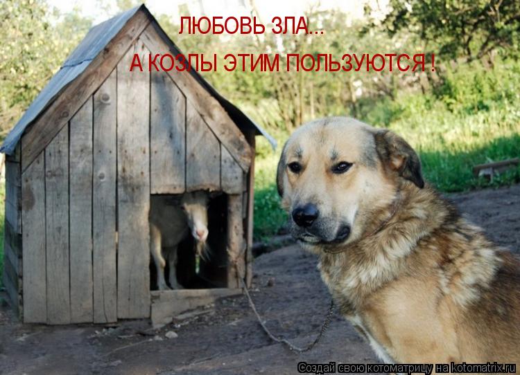 Котоматрица: А КОЗЛЫ ЭТИМ ПОЛЬЗУЮТСЯ ! ЛЮБОВЬ ЗЛА...