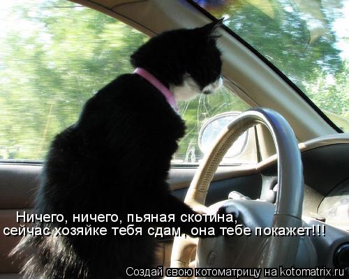 Котоматрица: Ничего, ничего, пьяная скотина, сейчас хозяйке тебя сдам, она тебе покажет!!!