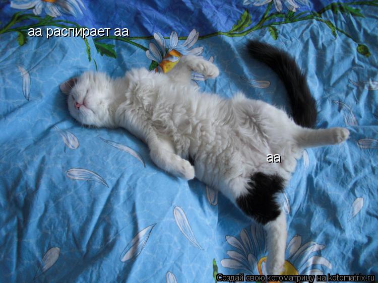Котоматрица: аа распирает аа аа